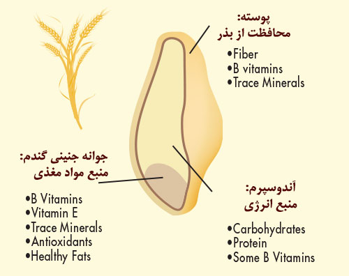 گندم