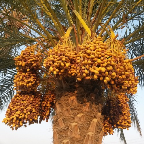 خرما