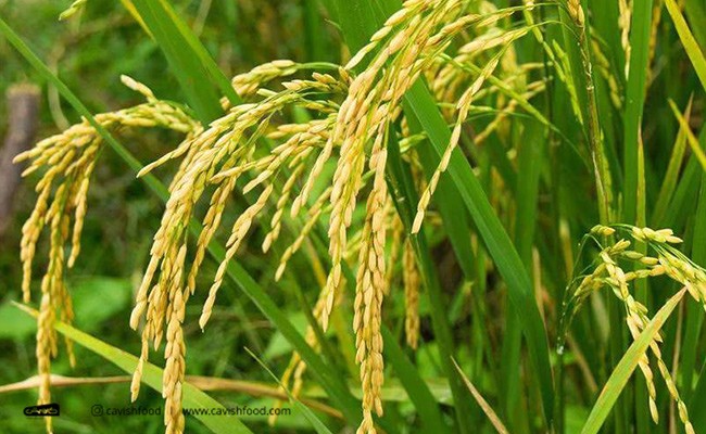 زراعی