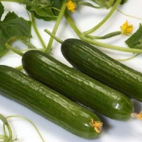 خیار