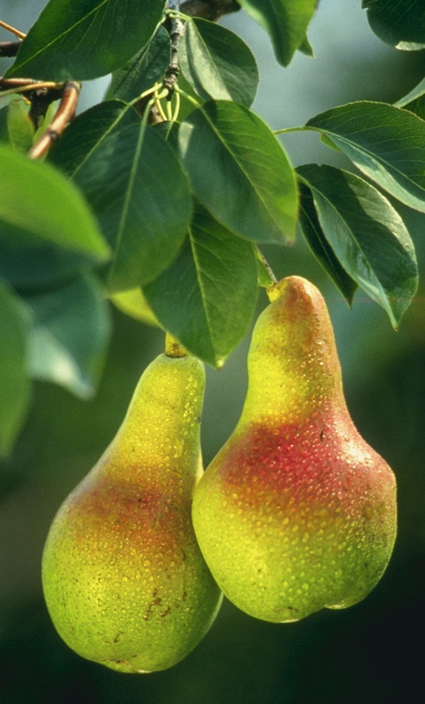 گلابی