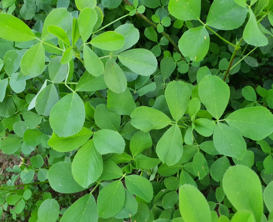 یونجه