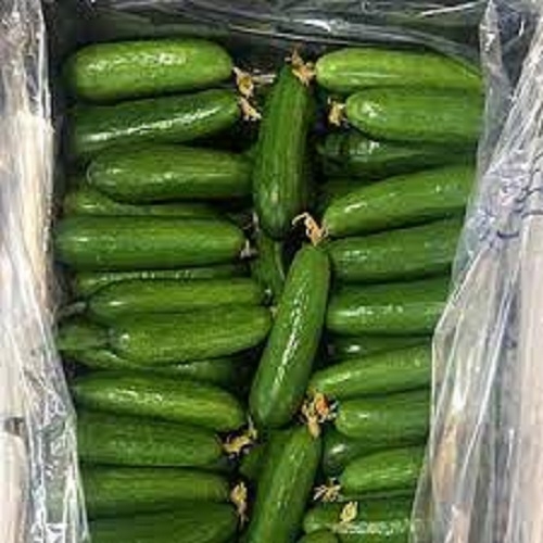 خیار گلخانه ای