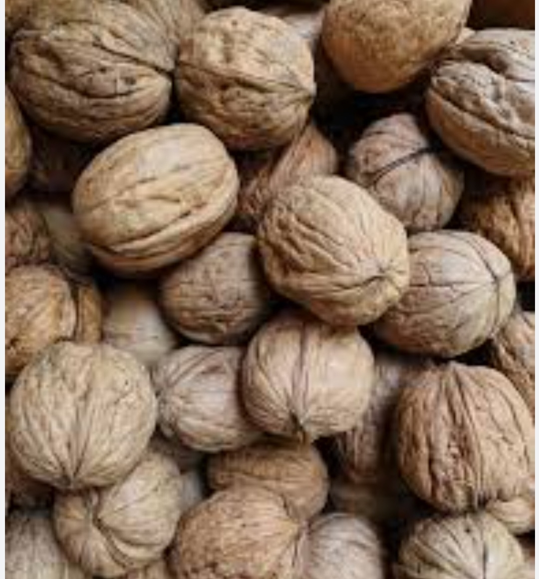 گردو اسراییلی پا کوتاه