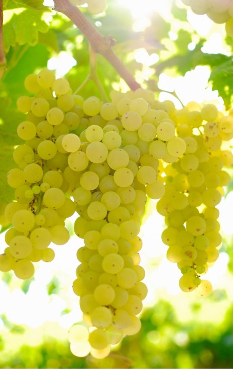 انگور بیدانه سفید