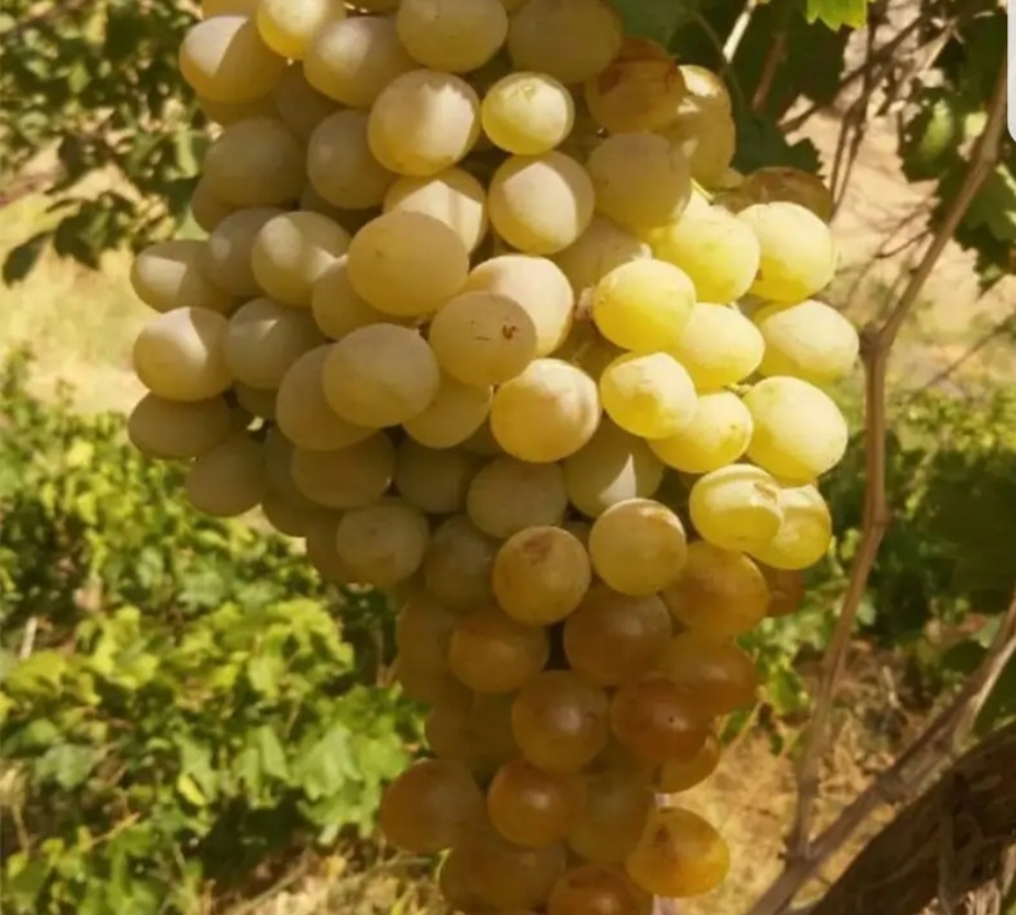 انگور لعل سفید