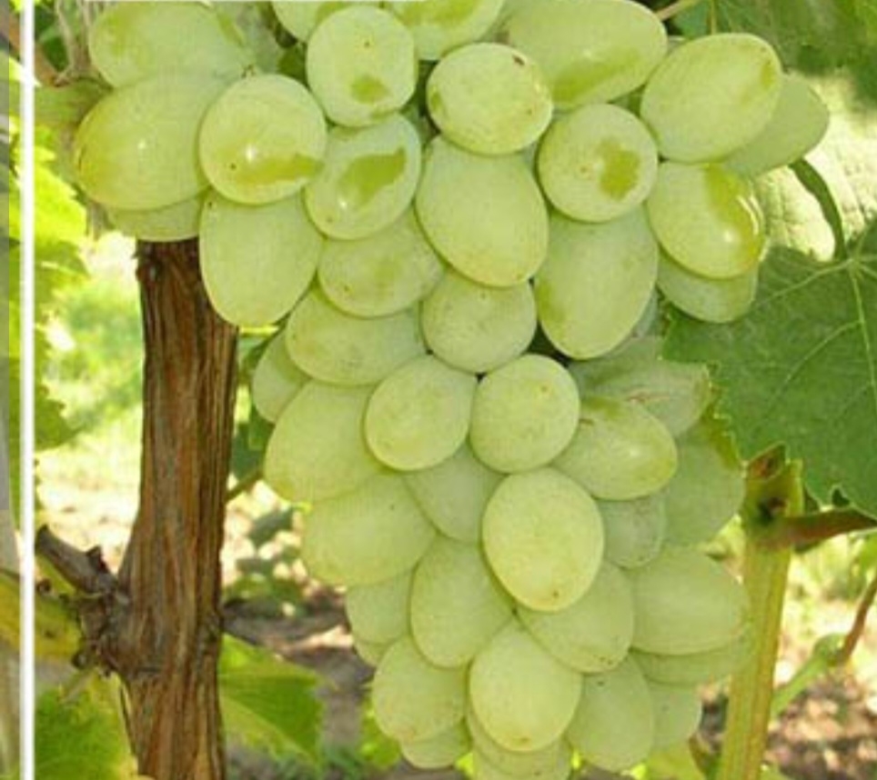 انگور فخری
