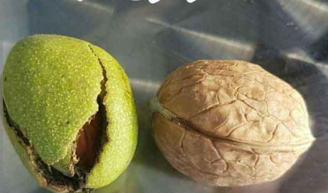 گردو لارا