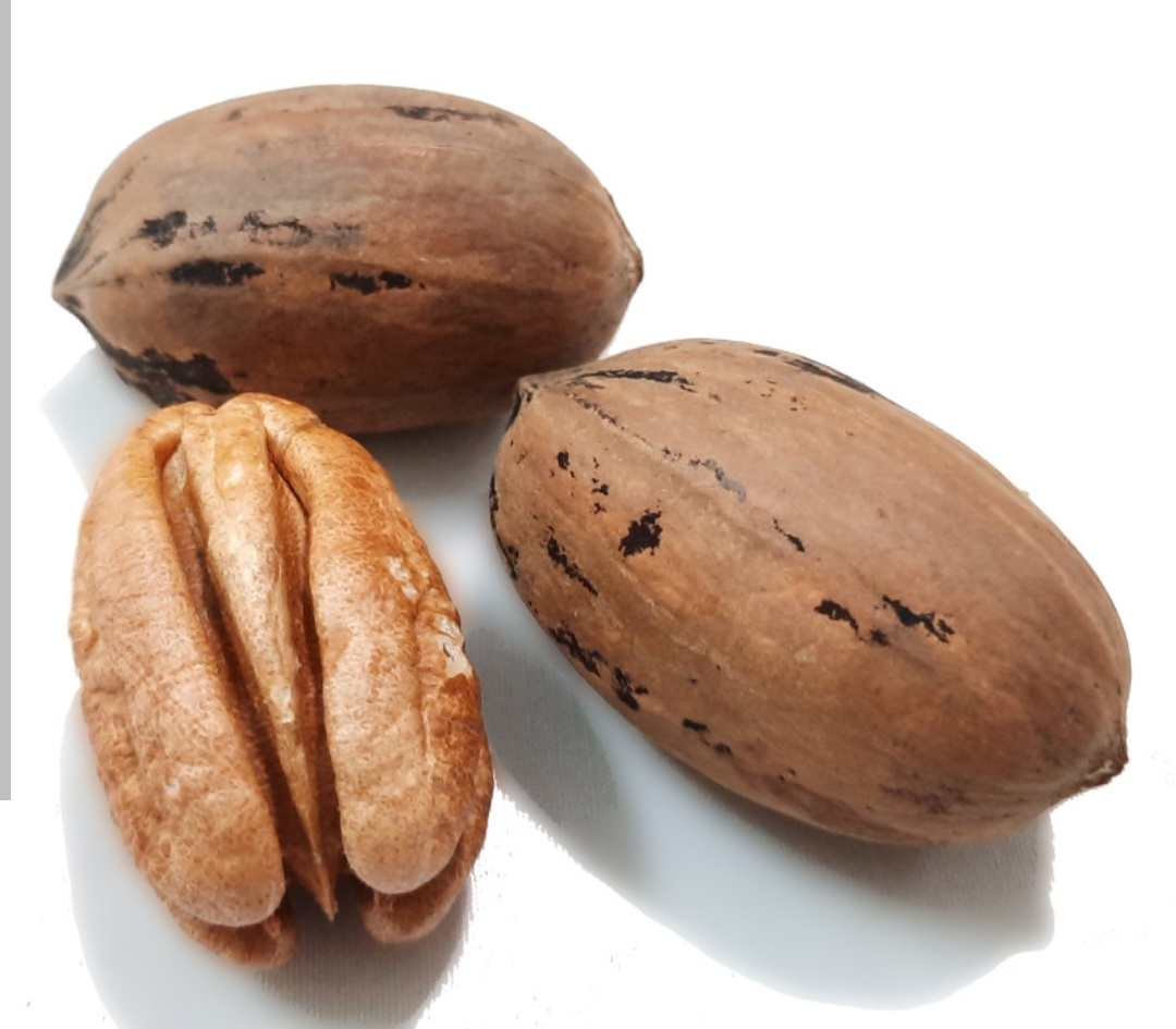 گردو پیکان