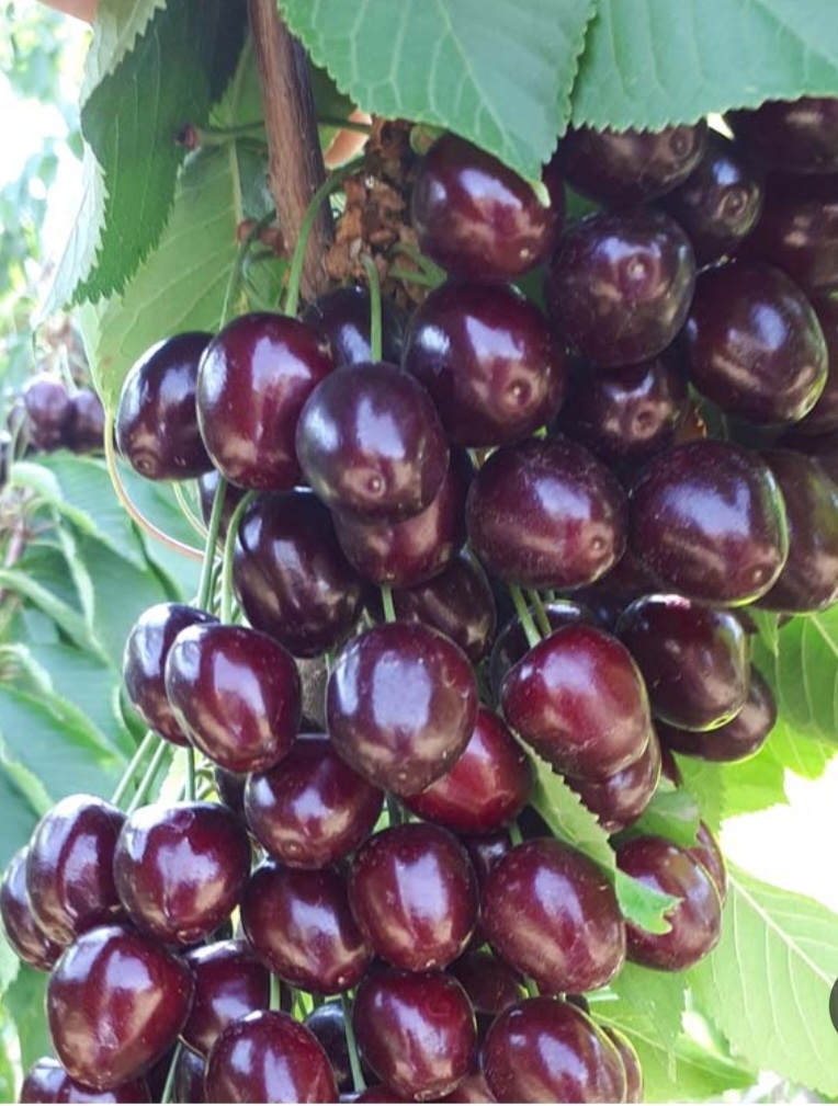 گیلاس خوشه ای