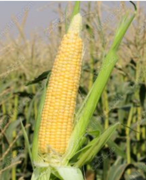 ذرت شیرین رویالتی