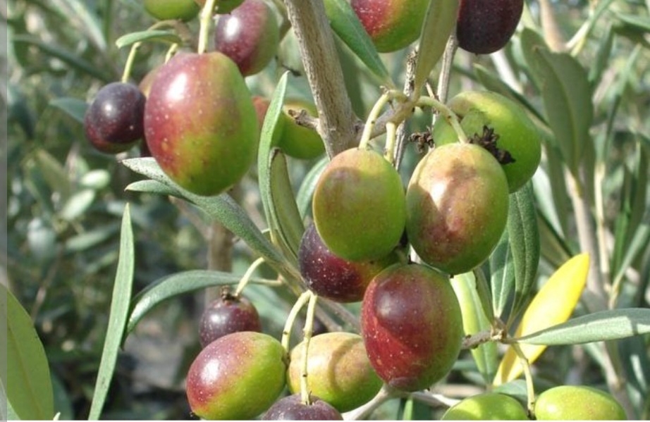 زیتون شنگه