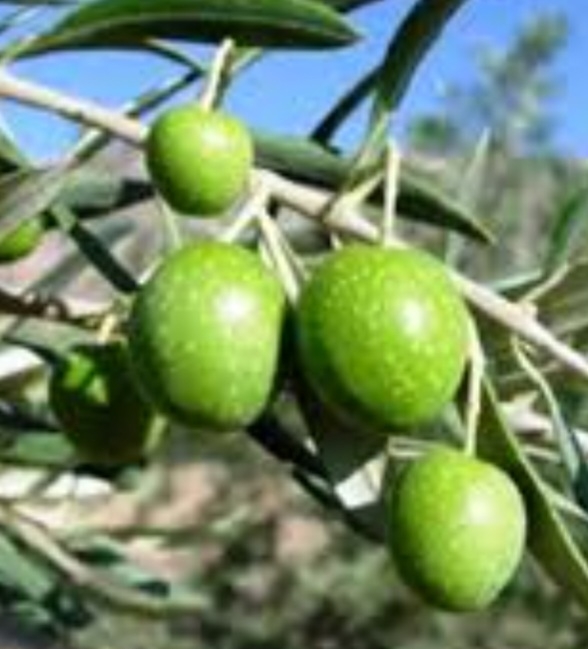 زیتون لیچی