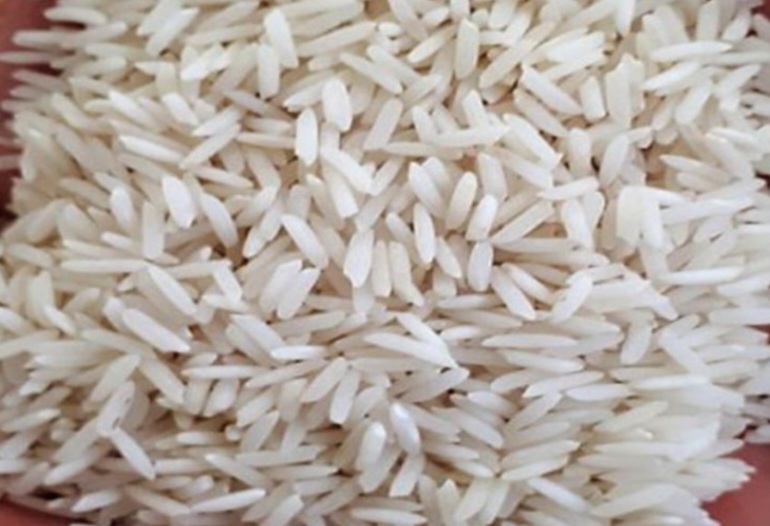 برنج شیرودی