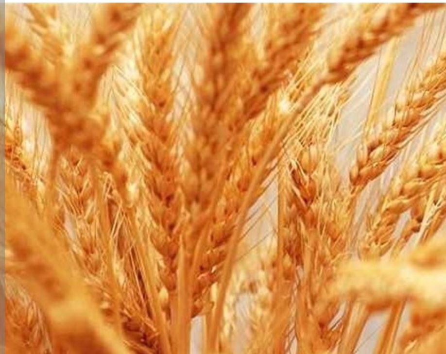 گندم بیستون