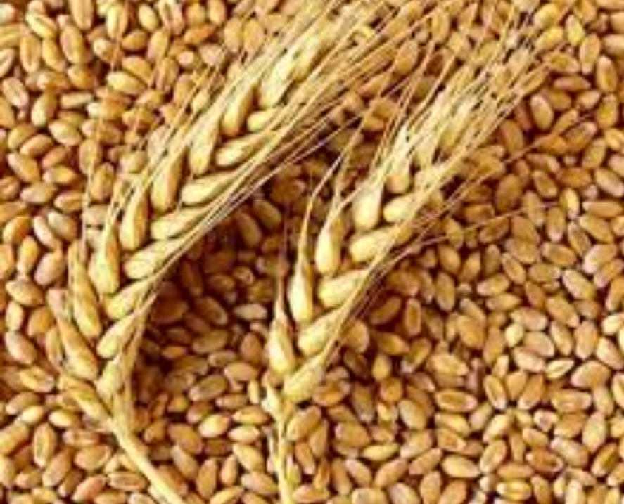 گندم نیک نژاد