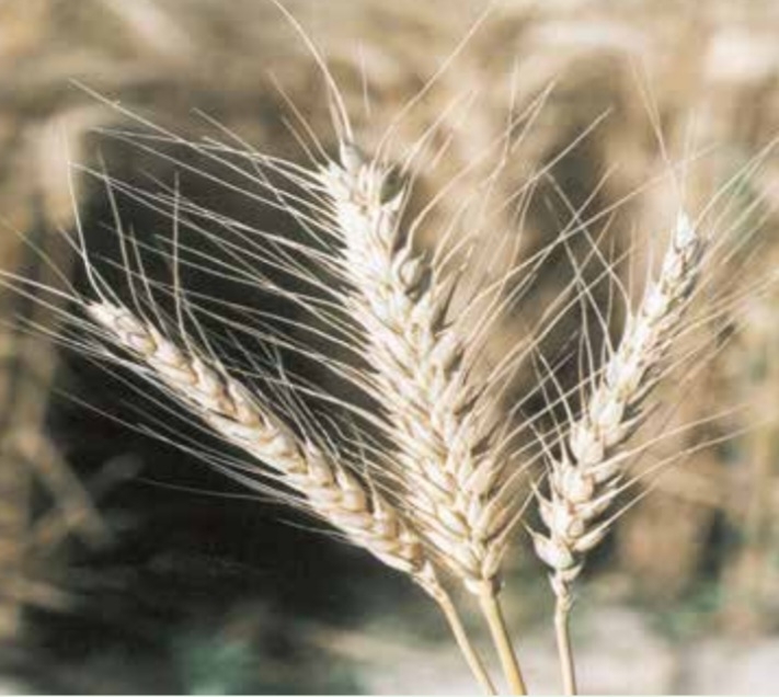 گندم گلستان