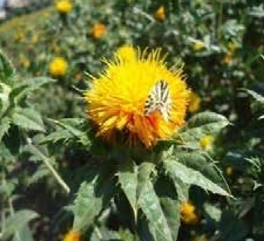 گلرنگ پدیده