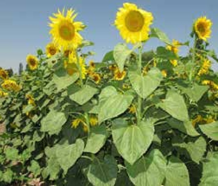 آفتابگردان شفق