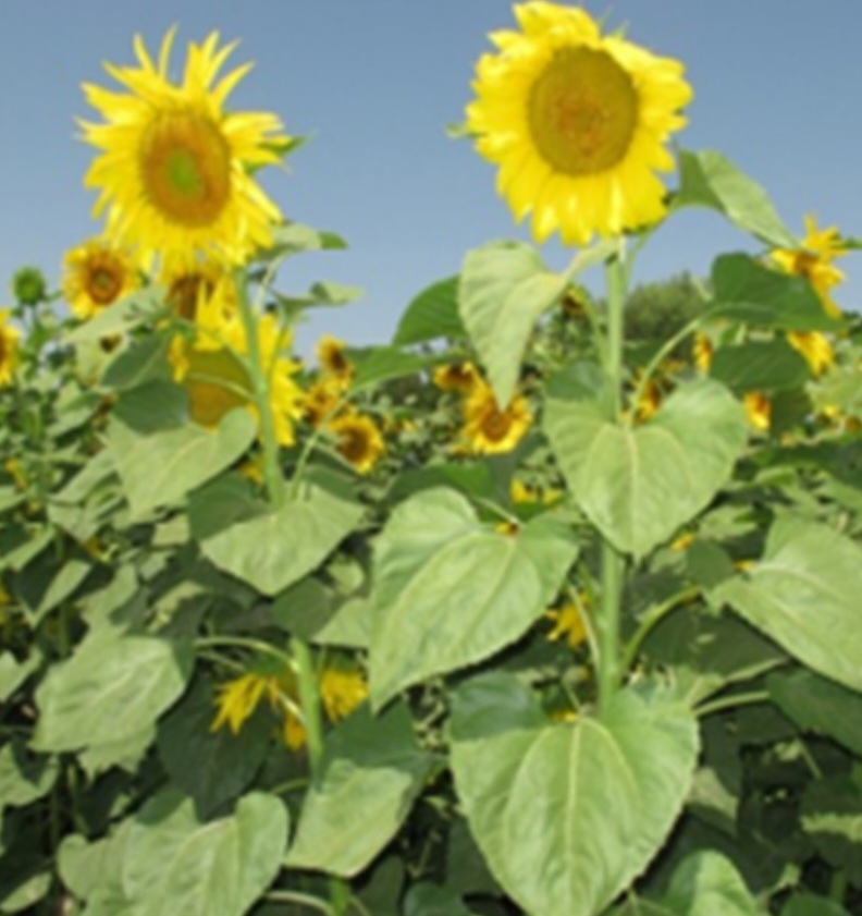 آفتابگردان گلدیس