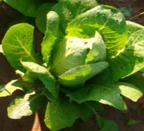 کاهو طاوسی