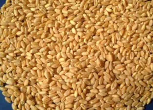 گندم مروارید