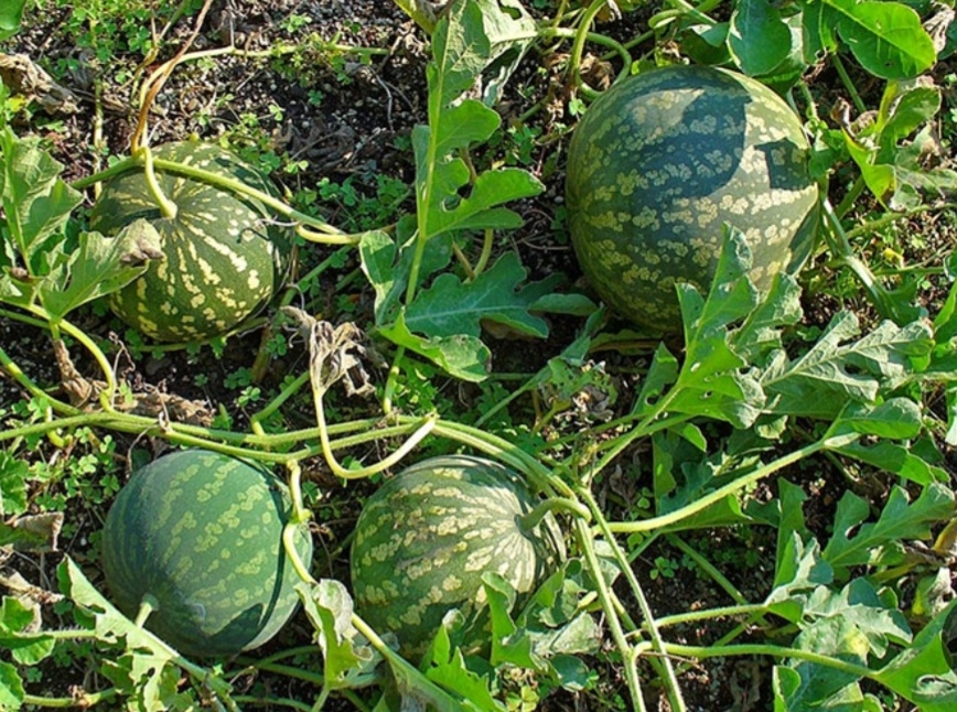 هندوانه ابوجهل