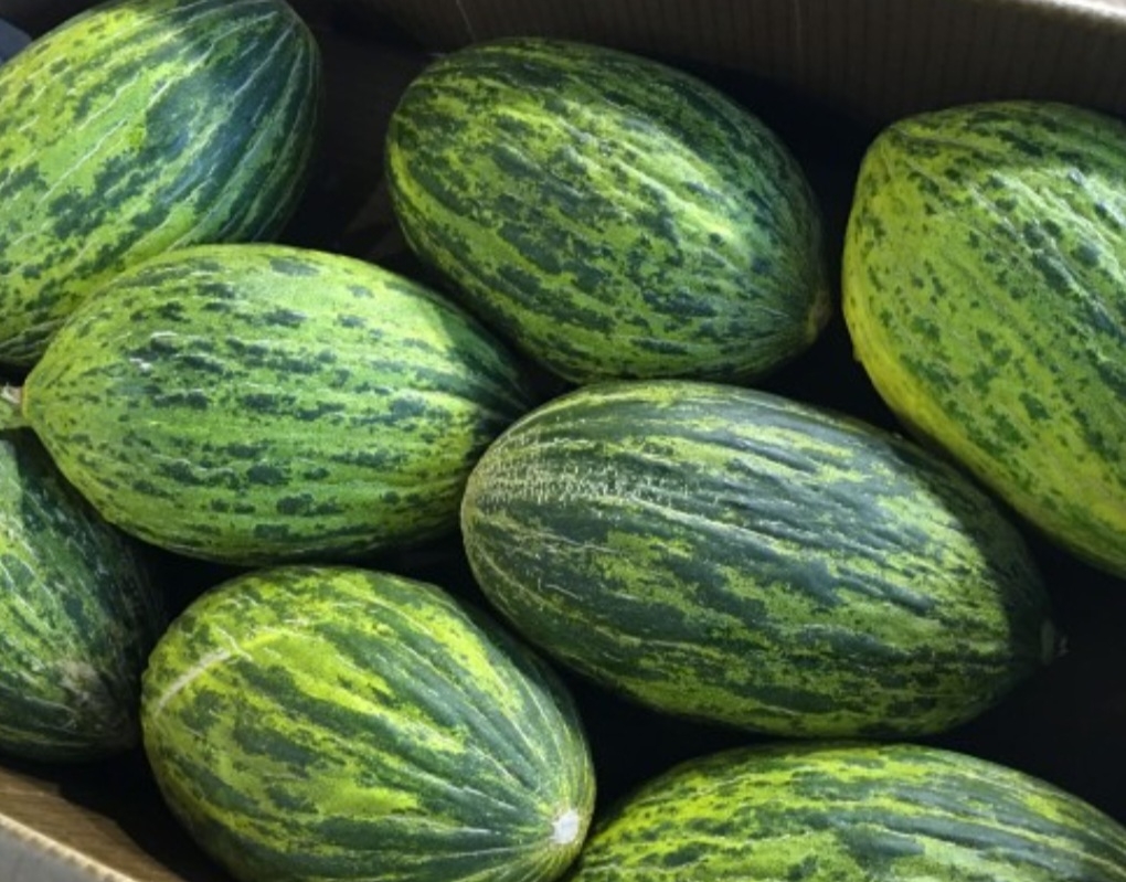 خربزه قبادلو