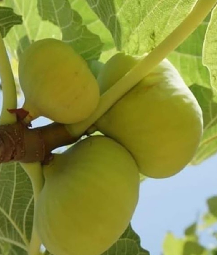 انجیر یزدی