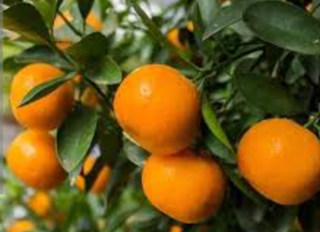 نارنگی مورکات