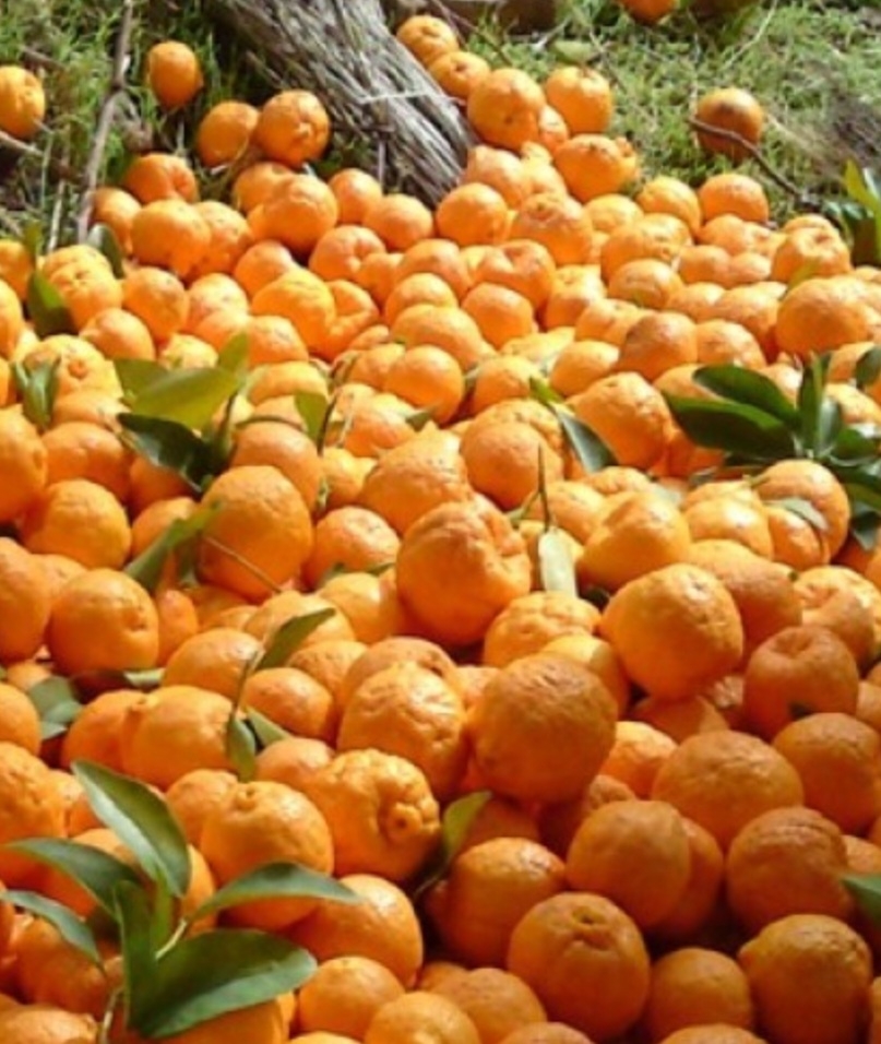 نارنگی یونسی