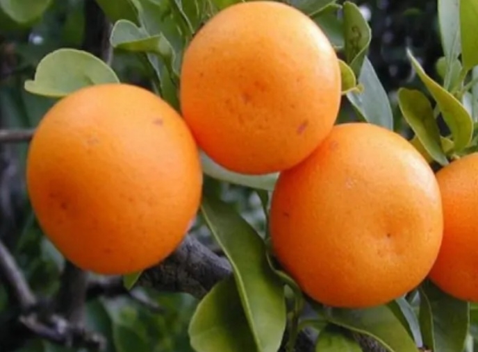 نارنگی یاشار