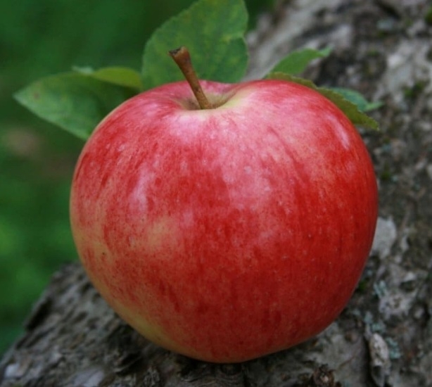 سیب قندک