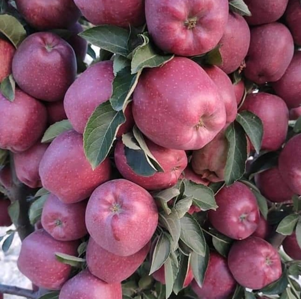 سیب سوپر چف