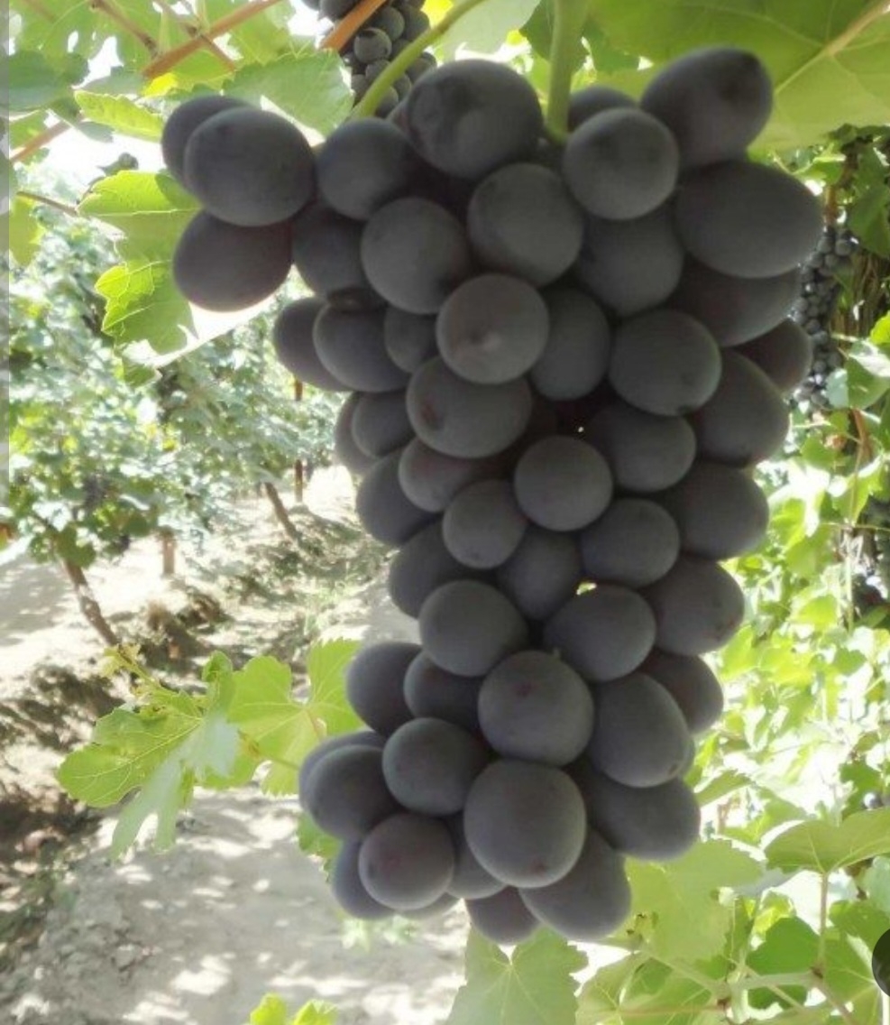 انگور شاهانی