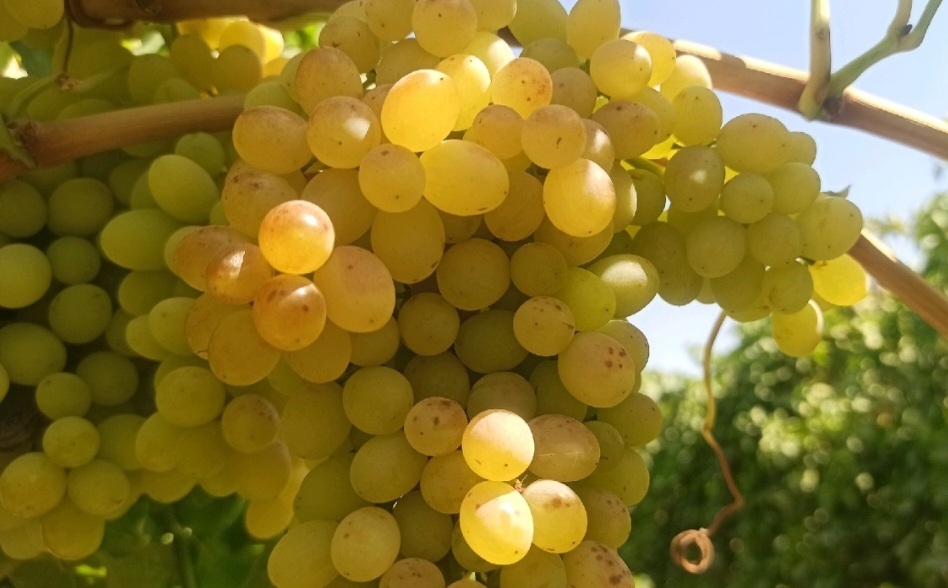 انگور سلطانی