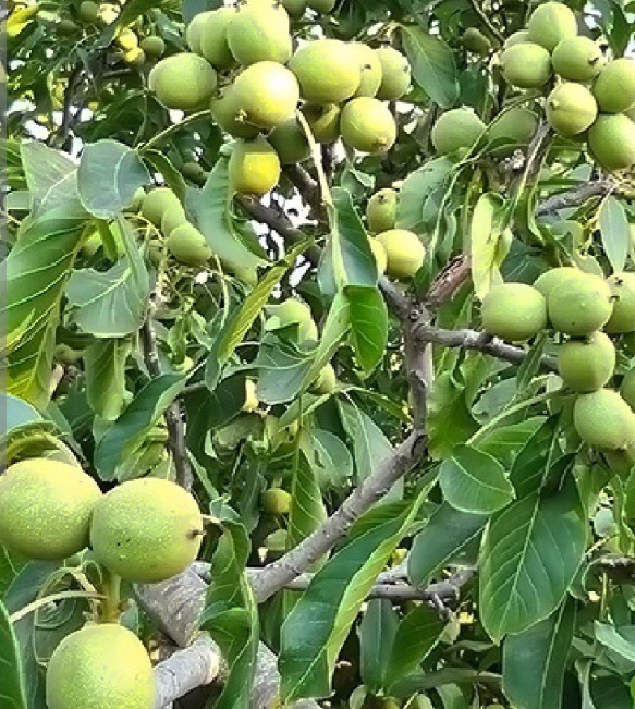 گردو چندلر