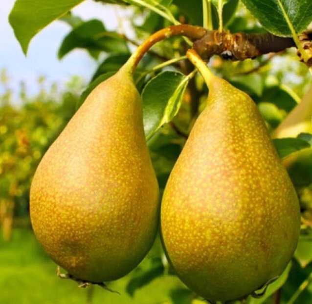 گلابی نطنز