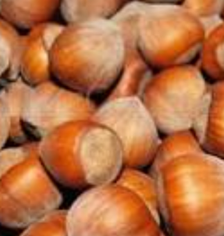 فندق کامپانیکا