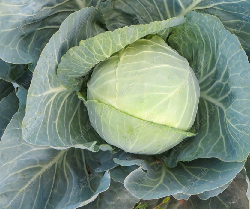 کلم پیچ هیبرید گر گورین