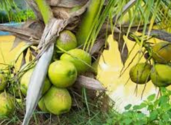 نارگیل ماکاپونو