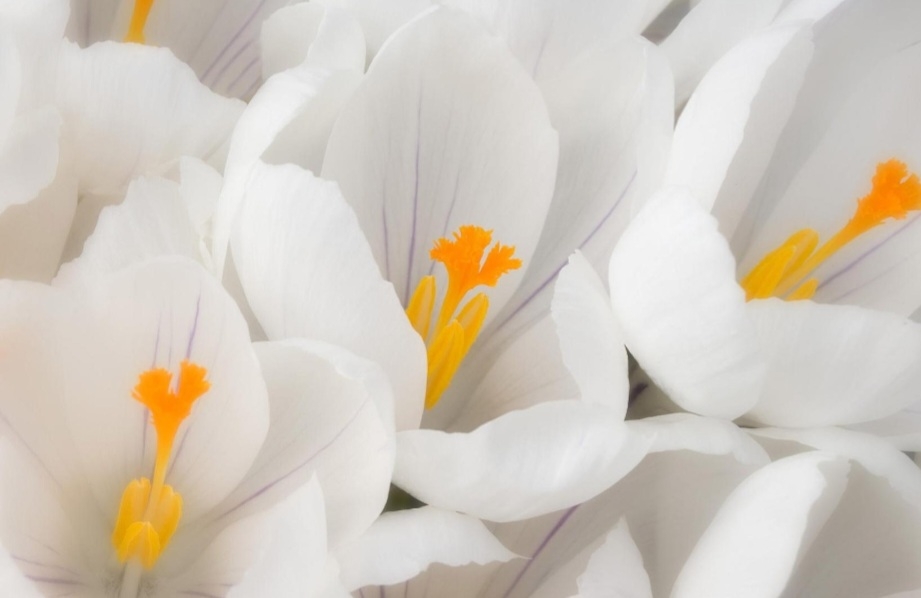 زعفران سفید