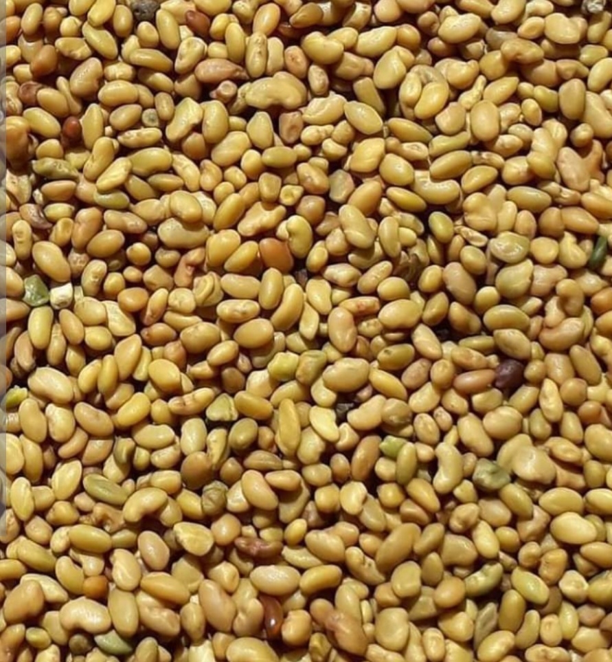 یونجه سیولا