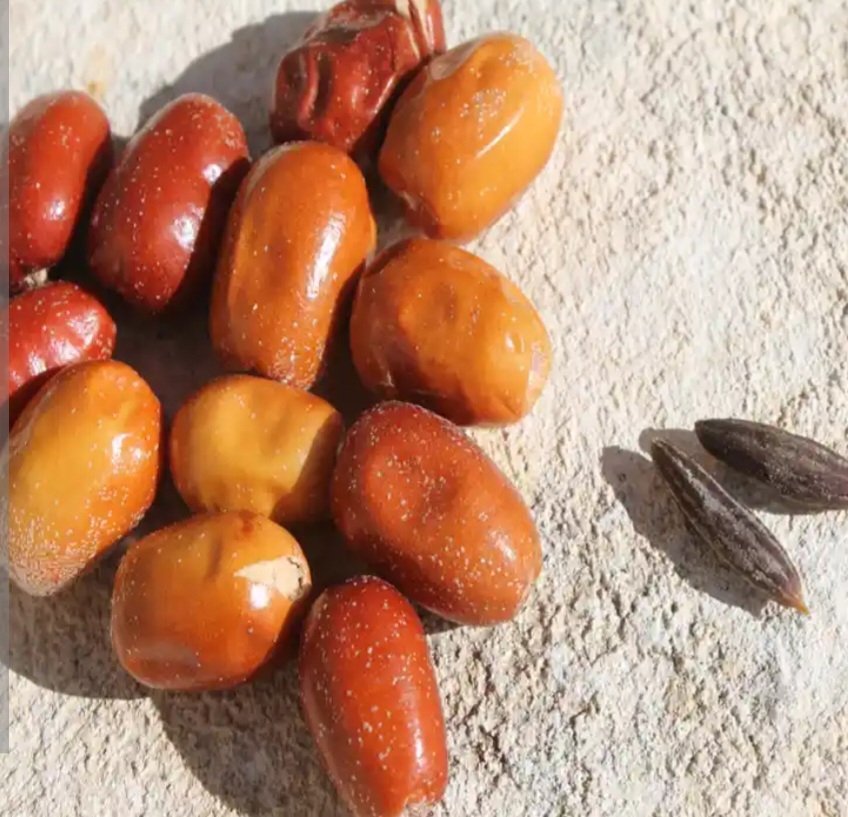 سنجد حاج رحیمی