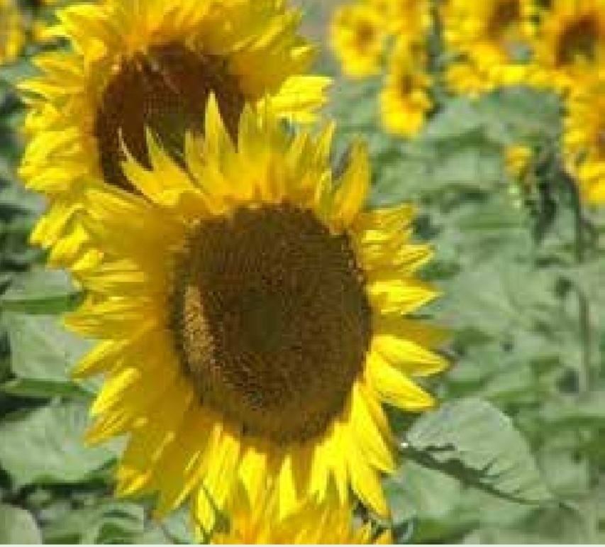 آفتابگردان آذر گل