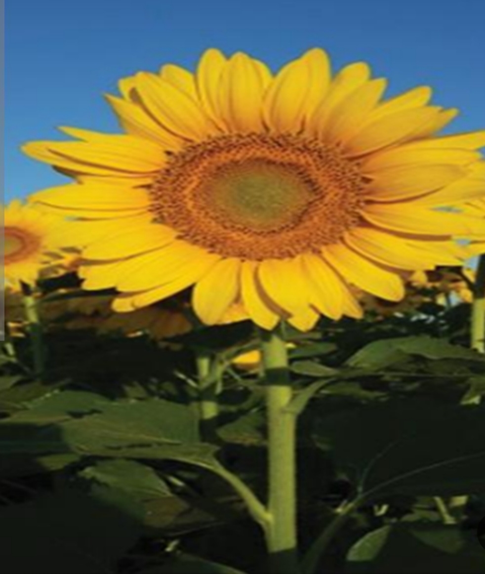 آفتابگردان گلشید