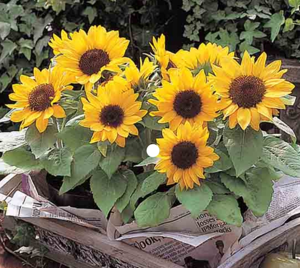 آفتابگردان زینتی