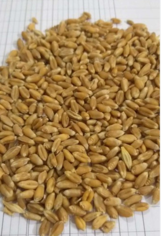 گندم گنبد