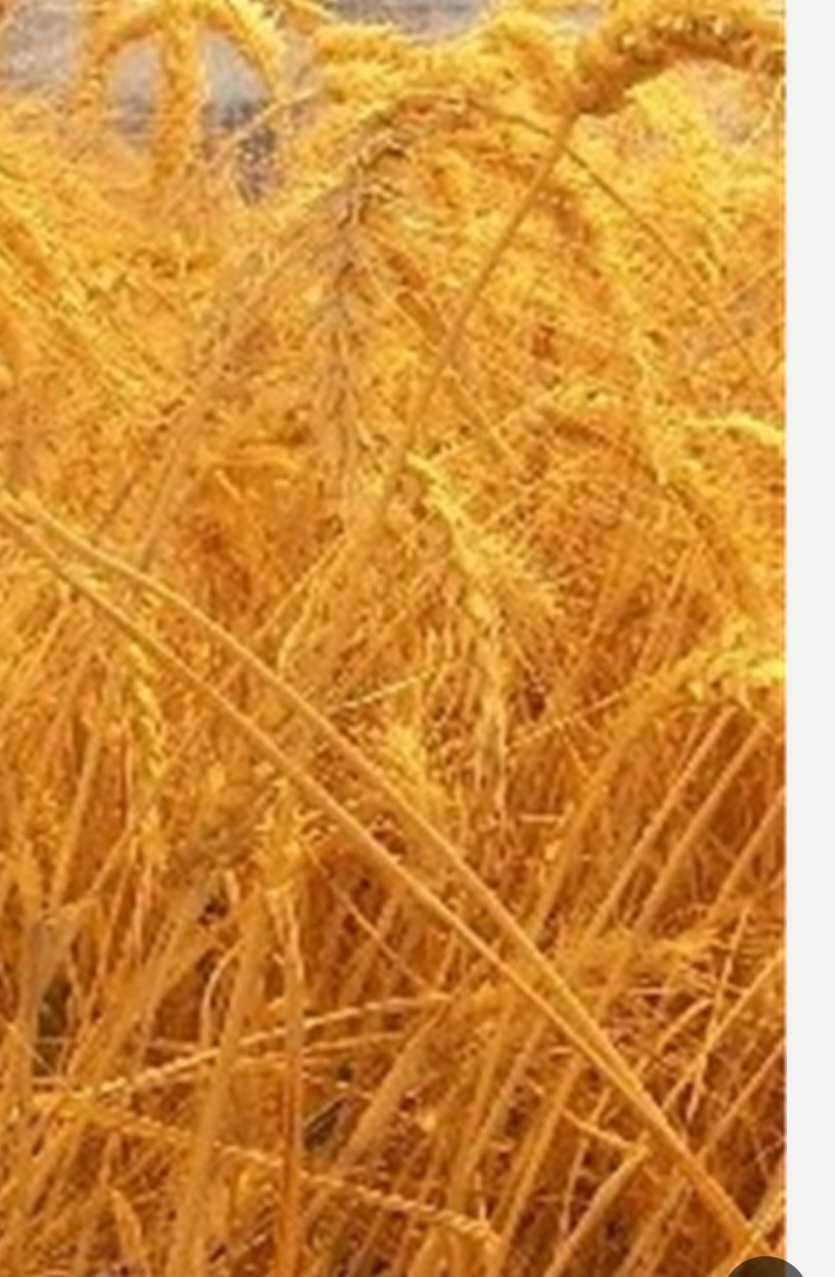 گندم میهن