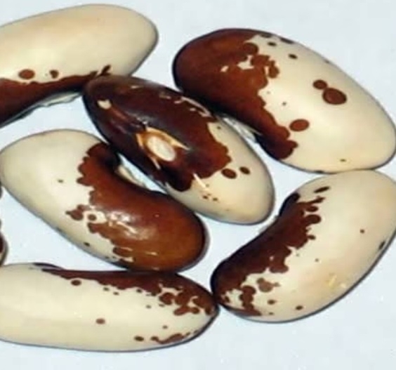 لوبیا غاز آفریقایی